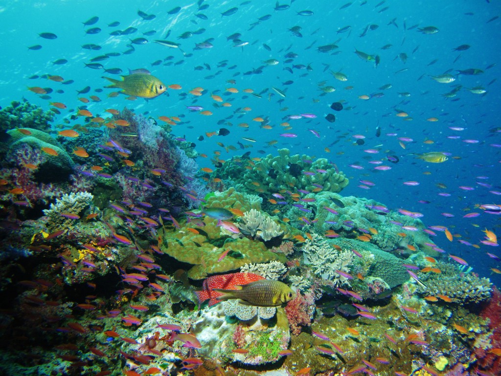 biodiversity examples in the ocean